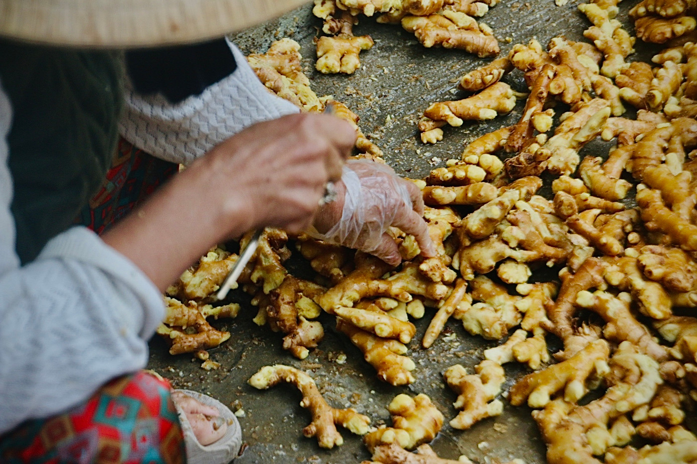 Từng củ gừng được người thợ chọn lọc và gọt vỏ kỹ càng.