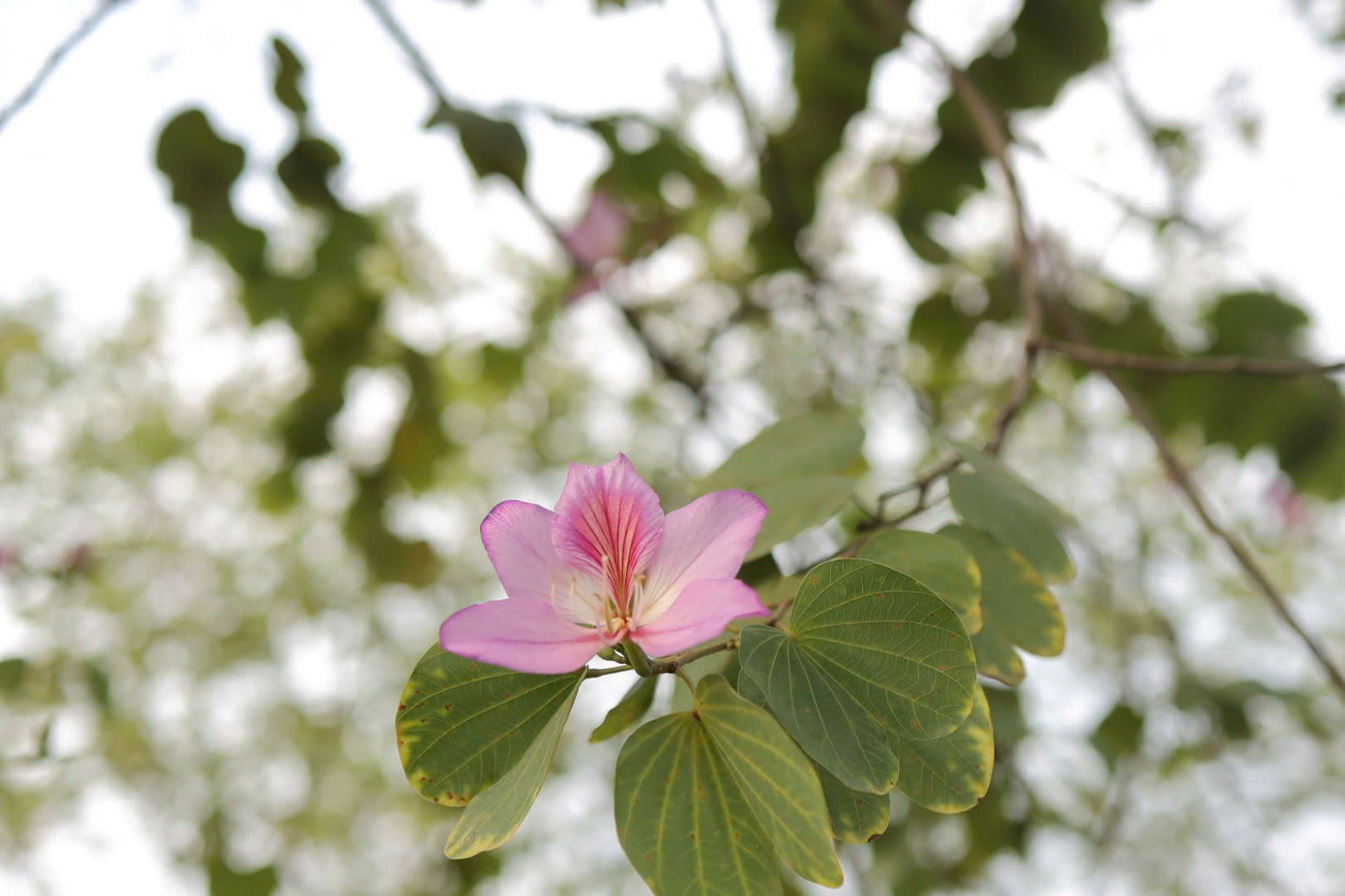 (Nguồn: Nguyễn Hoàng Đông) (Nguồn: Nguyễn Hoàng Đông)