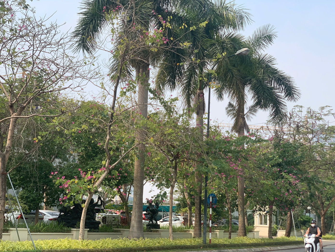 Những tán hoa chớm nở trên cung đường hoa ban nổi tiếng Hà Nội. Những tán hoa chớm nở trên cung đường hoa ban nổi tiếng Hà Nội.