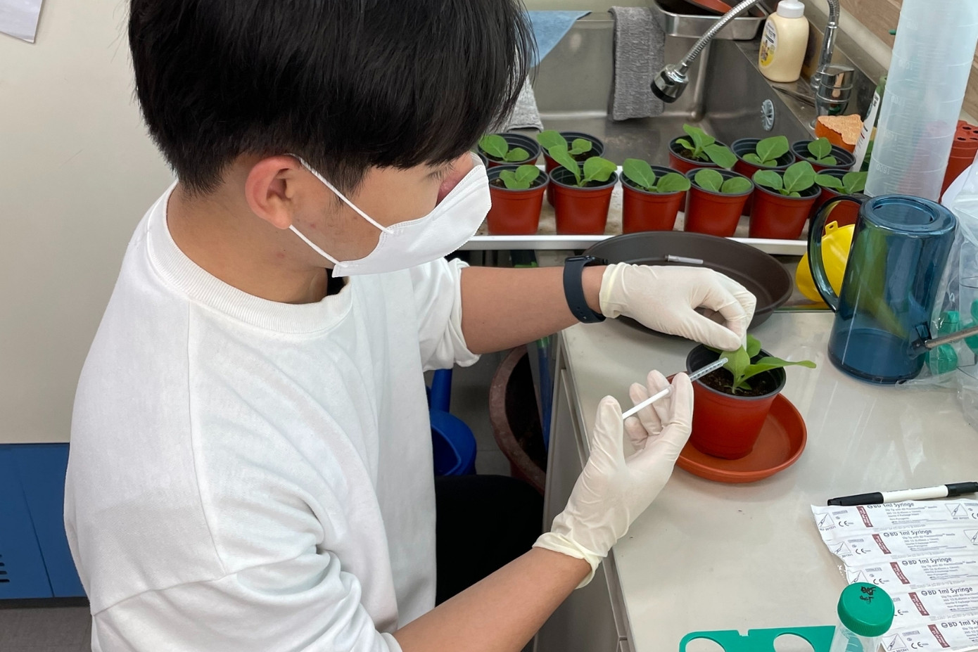 Phúc làm việc trong phòng thí nghiệm Virus học Thực vật (Plant Virology Lab) tại JBNU. Phúc làm việc trong phòng thí nghiệm Virus học Thực vật (Plant Virology Lab) tại JBNU.