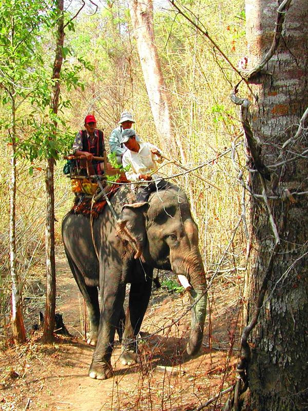 Bố con Vua Voi đi hái thuốc Bố con Vua Voi đi hái thuốc