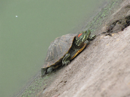 Theo TS Tề, rùa tai đỏ và nhiều loại baba trong ruột có chứa vi khuẩn Salmonella, một loại độc tố gây dị ứng đường ruột, gây bệnh dịch tả, có thể gây tử vong nếu con người ăn phải