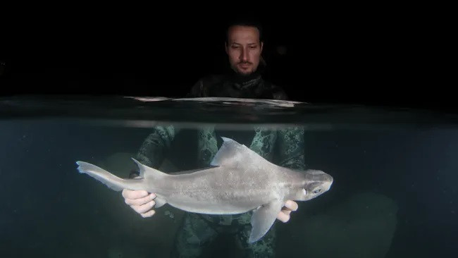 Nhà nghiên cứu Andrej Gajić giữ con cá mập dưới nước. (Ảnh: Andrej Gajić, Sharklab ADRIA , nghiên cứu được tài trợ bởi Khoản tài trợ thám hiểm của Câu lạc bộ thám hiểm “Điều gì ẩn núp dưới đáy biển sâu?!”)