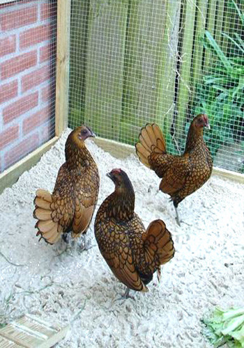 Gà vảy cá nuôi giống như gà ta, có thể thả vào lồng nhỏ hoặc sân vườn