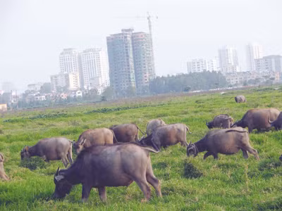 Dự án KĐT mới Tây Hồ Tây (Hà Nội) đắp chiếu nhiều năm gây lãng phí lớn. Ảnh: Hà Anh