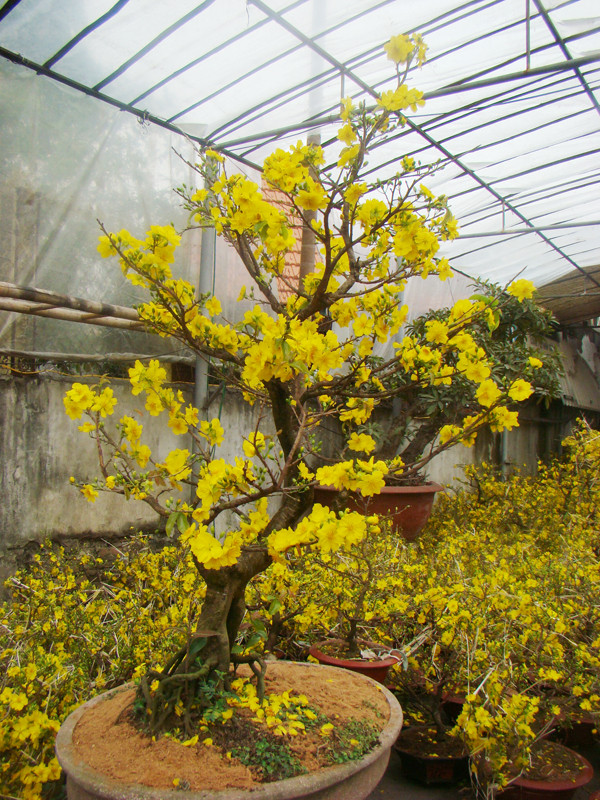 Những cây mai như thế này có giá cả chục triệu đồng