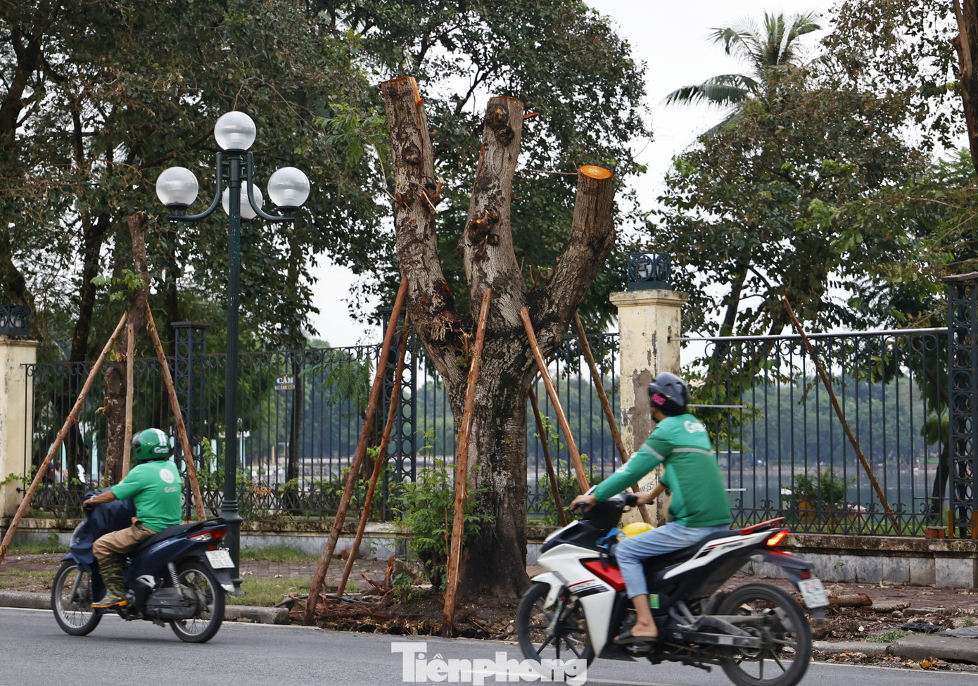 Theo số liệu thống kê của Công viên Thống Nhất (quận Hai Bà Trưng), có đến 116 cây đổ bên trong công viên, bên ngoài có 26 cây đổ.Trong ảnh: Hàng cây được trồng dựng lại bên ngoài Công viên Thống Nhất trên phố Lê Duẩn.