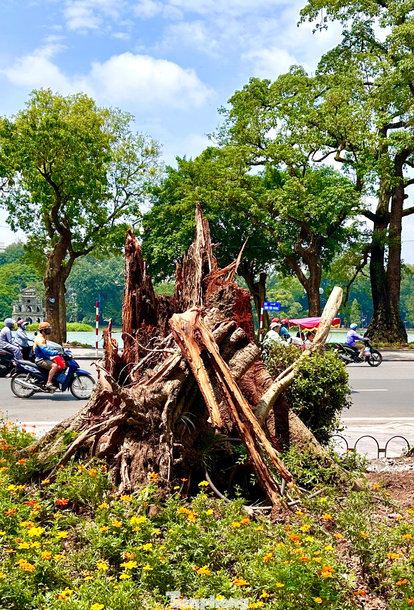 Cơn bão số 3 đã khiến nhiều cây cổ thụ cả trăm tuổi, gắn với nhiều địa danh lịch sử cũng bị bật gốc, gãy đổ.Trong ảnh: Cây đa vườn hoa Lý Thái Tổ.