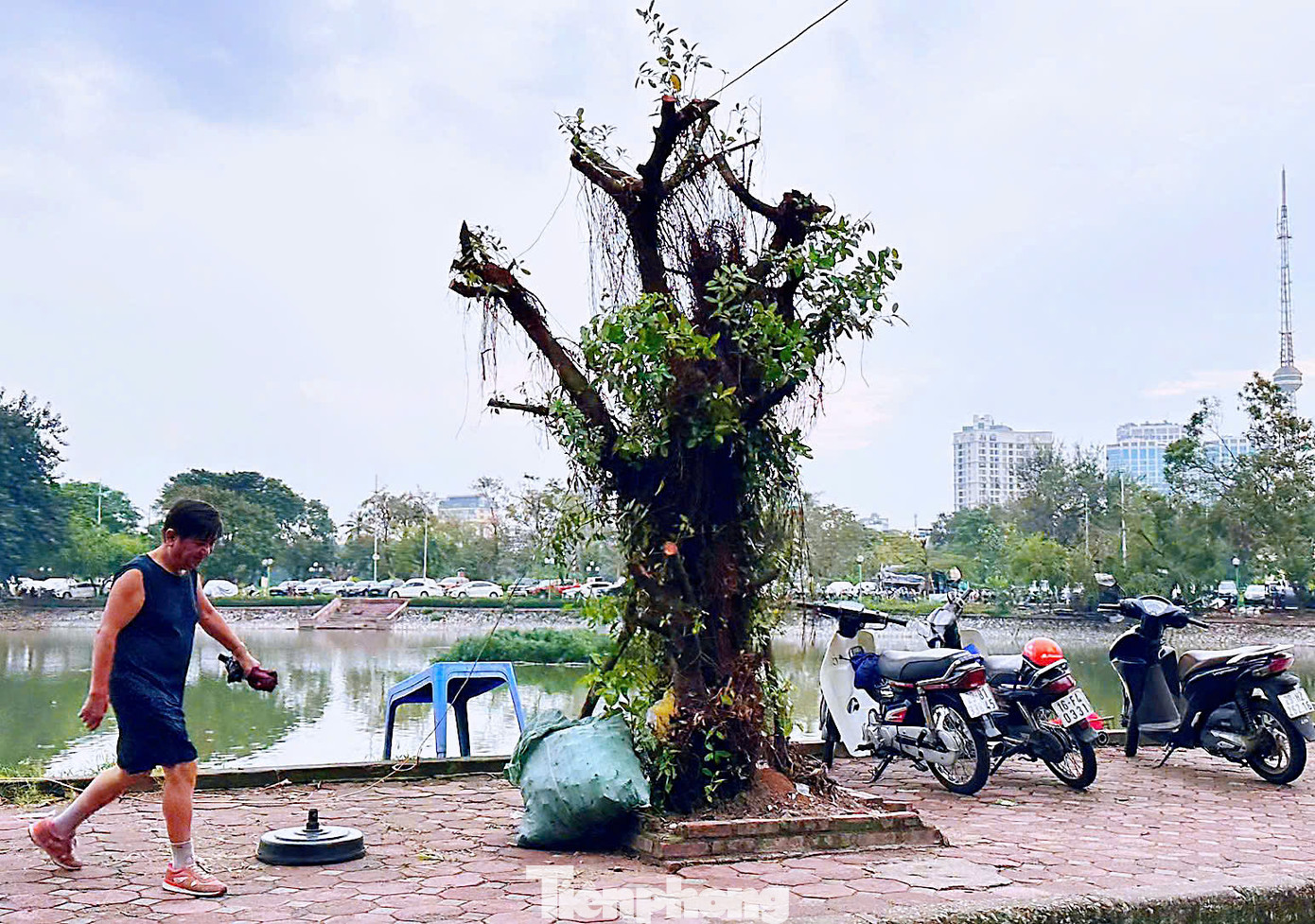 Một cây si đang dần phục hồi.