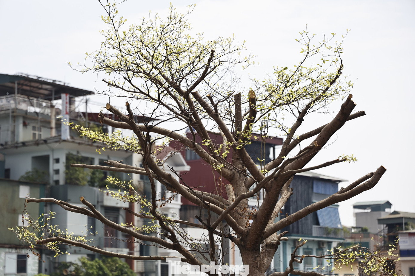 Theo thống kê của thành phố Hà Nội, "siêu bão" số 3 quét qua Hà Nội đã khiến hơn 40.000 cây đổ và cành gãy trên địa bàn thành phố. Trong đó, có tới hơn 24.800 cây đổ, tập trung nhiều ở các địa phương: Hoàng Mai, Long Biên, Gia Lâm, Đông Anh, Nam Từ Liêm.