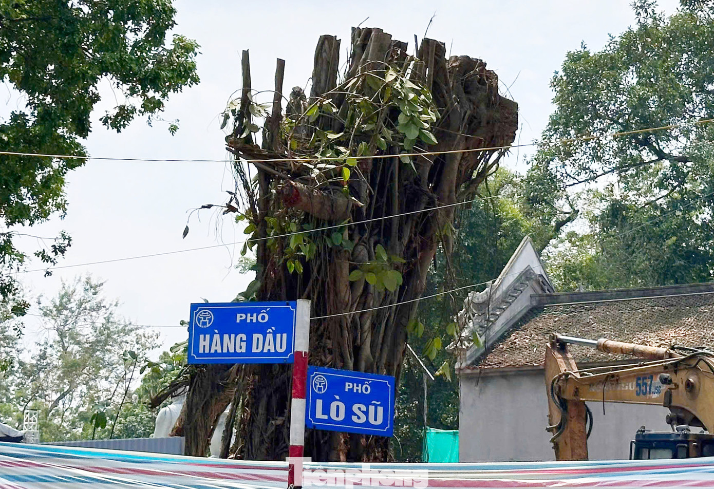 Cây đa cổ thụ trên phố Hàng Dầu - Lò Sũ được nhiều người tiếc nuối vì có rất nhiều kỷ niệm với những người dân sống xung quanh đây. Hiện nay cây đa đã được công nhân công ty cây xanh Hà Nội trồng lại gốc.