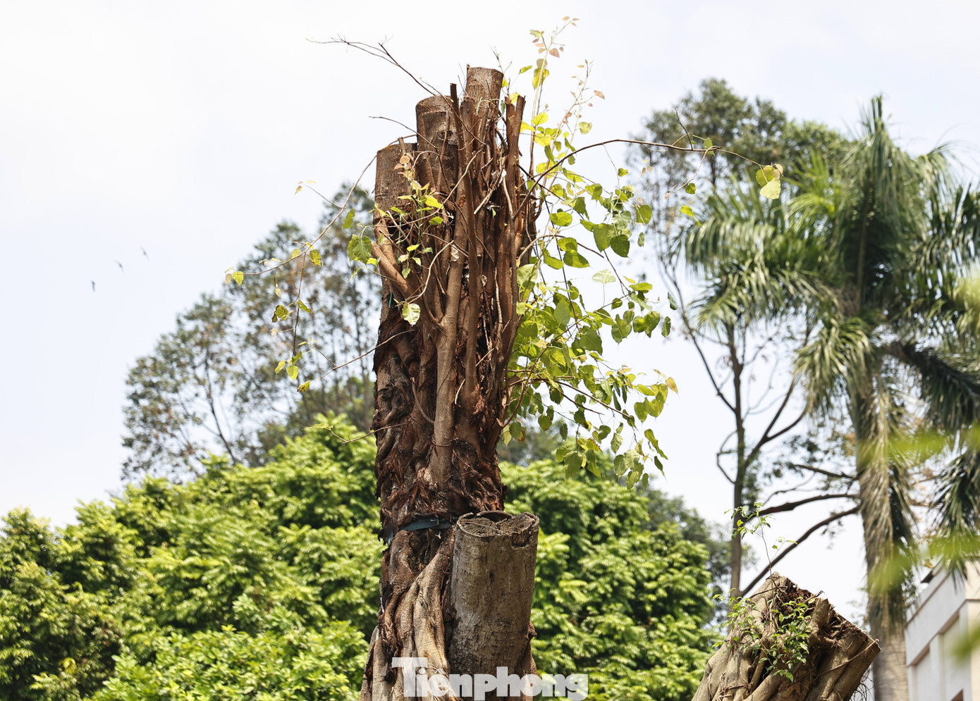 Một vài cây xanh trước cửa UBND thành phố Hà Nội bị cơn bão đánh bật gốc và nay được dựng trồng lại.