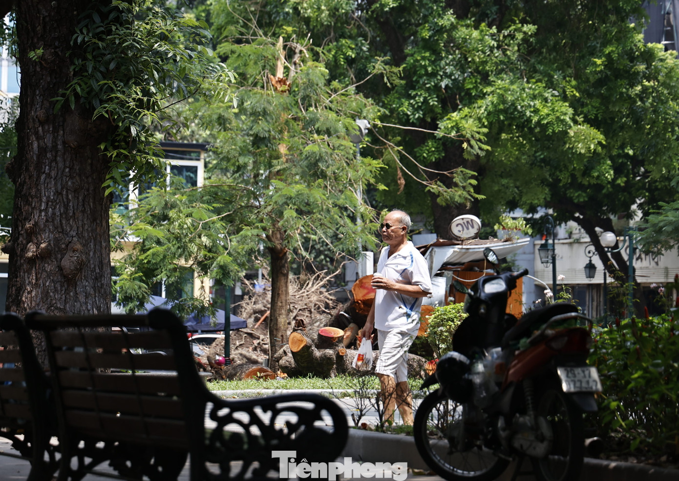 Tại một số công viên, vườn hoa nhiều cây xanh vẫn nằm la liệt. Thời gian tới, lực lượng chức năng sẽ lọc những cây xanh còn sống để trồng, một số cây đã chết sẽ đánh chuyển, tập kết đi nơi khác.