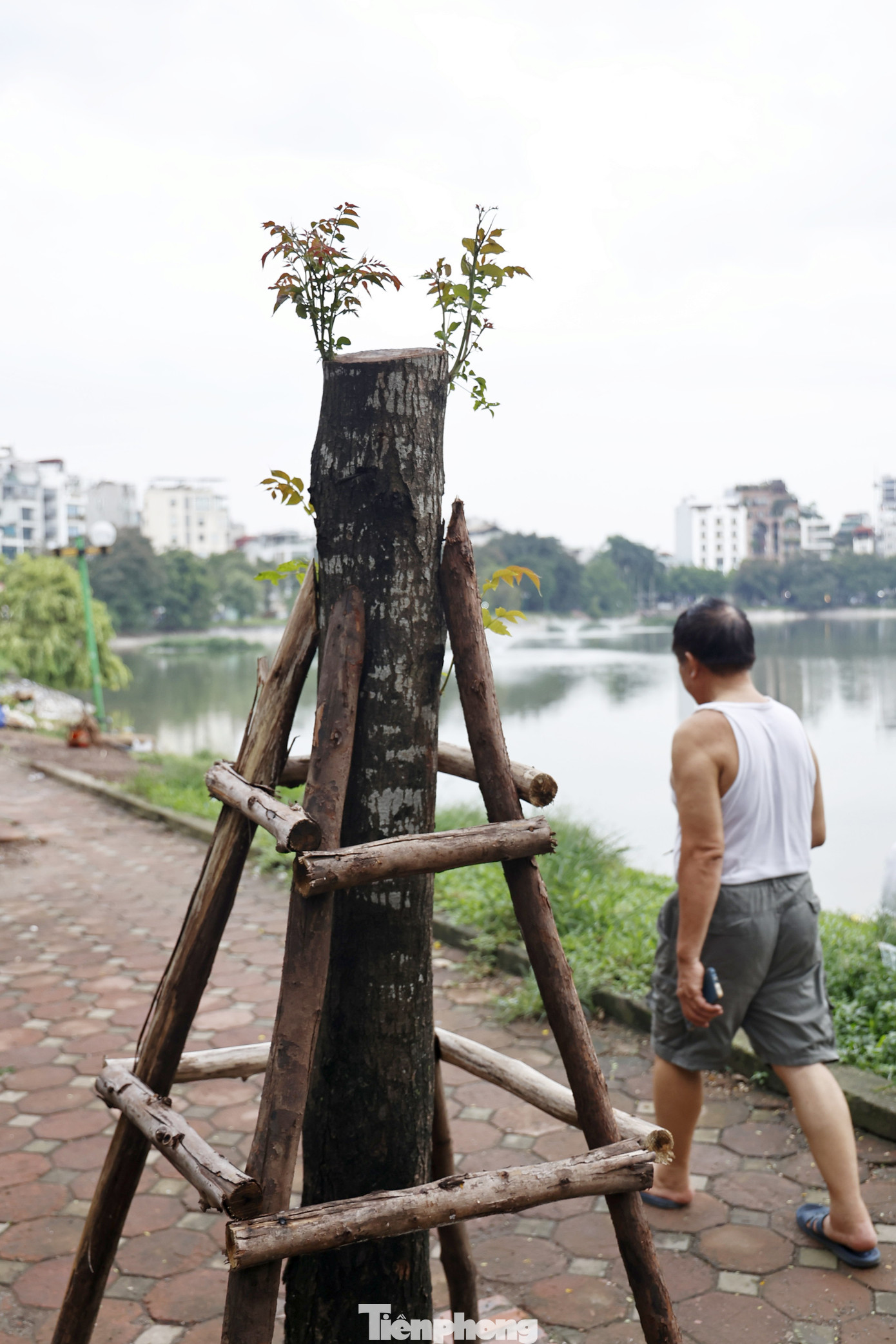 Một cây xanh đang "hồi sinh" lại tại Hồ Ba Mẫu.