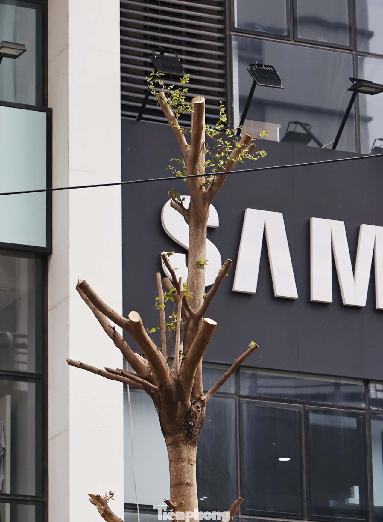 Hà Nội đang nỗ lực thực hiện các giải pháp để “hồi sinh” những cây xanh gẫy đổ, đặc biệt là những cây xanh quý hiếm.