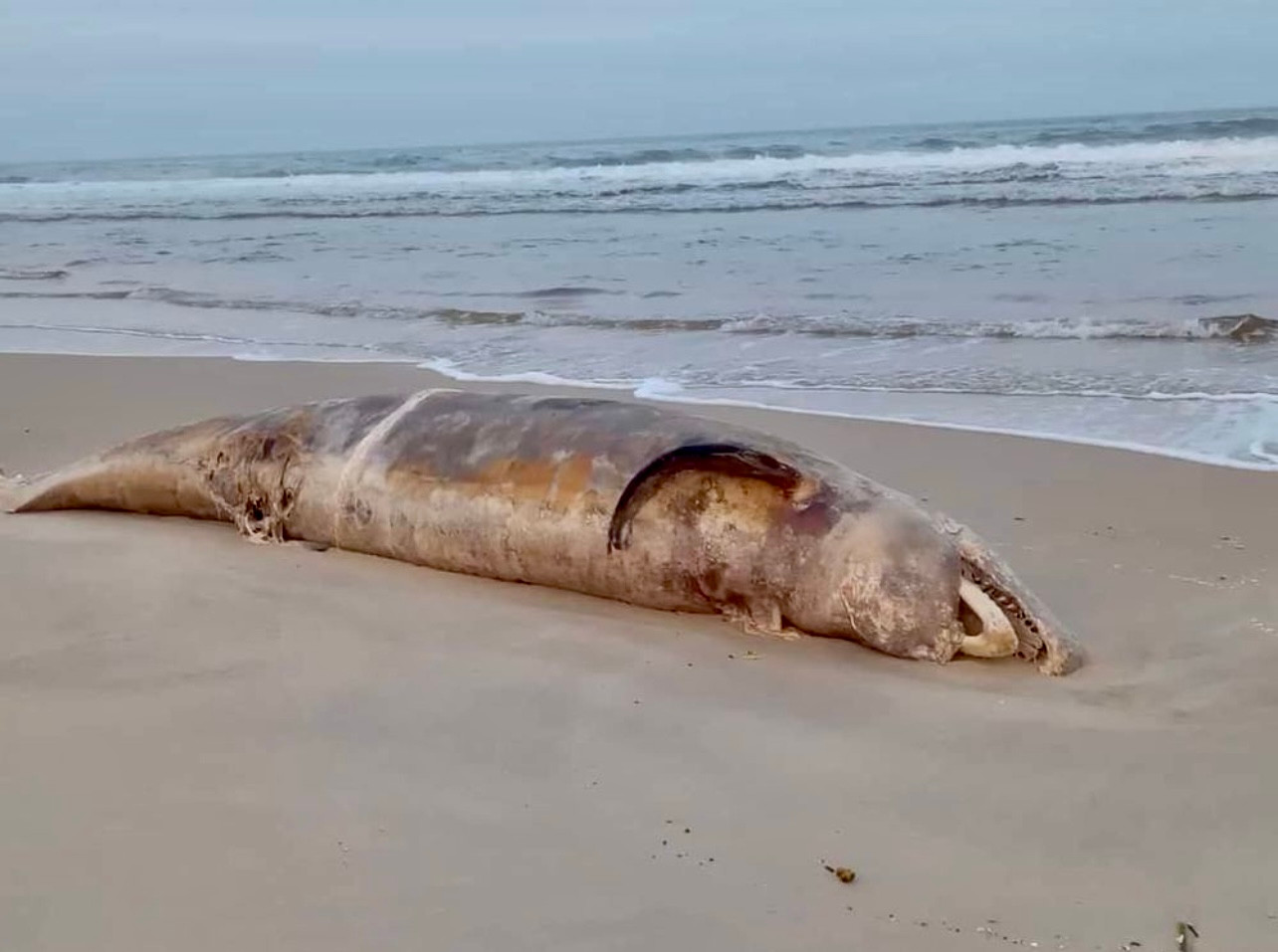 Xác cá voi trôi dạt vào bờ biển thôn 1, xã Triệu Lăng, huyện Triệu Phong. Xác cá voi trôi dạt vào bờ biển thôn 1, xã Triệu Lăng, huyện Triệu Phong.