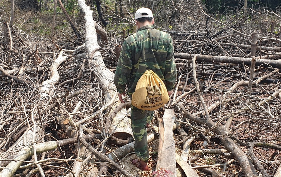 Hiện trường rừng bị phá hoại. Hiện trường rừng bị phá hoại.