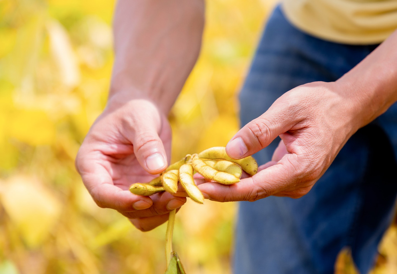 Năng suất vượt trội = Giống x Môi trường x Kỹ thuật canh tác (GxExM)