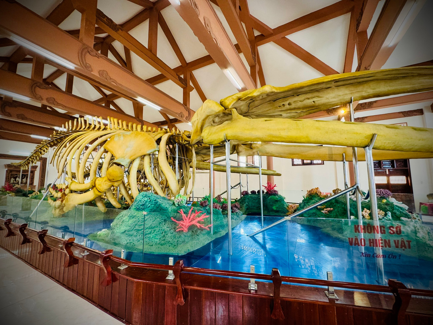 Hai bộ xương cá voi với những đốt xương khổng lồ được phục dựng. Ảnh: Bình An Hai bộ xương cá voi với những đốt xương khổng lồ được phục dựng. Ảnh: Bình An