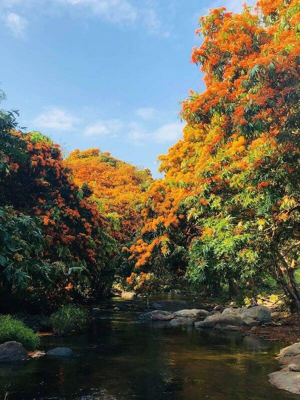 Sắc hoa bừng sáng một khoảng trời. Ảnh: Lê Hồng Sơn Sắc hoa bừng sáng một khoảng trời. Ảnh: Lê Hồng Sơn