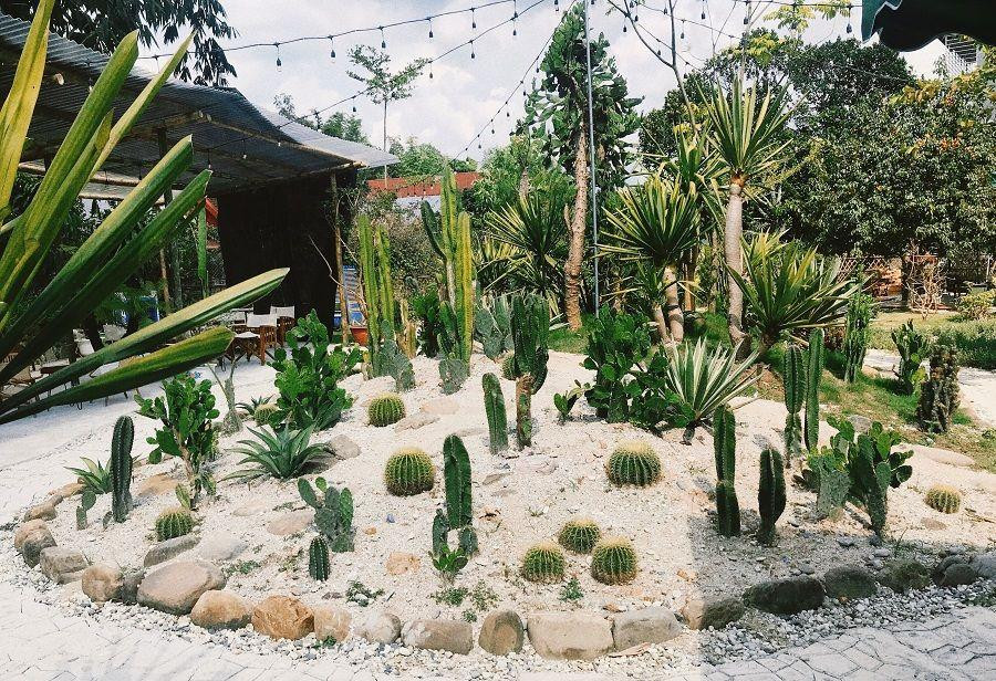 Đảo xương rồng tràn trề sức sống.