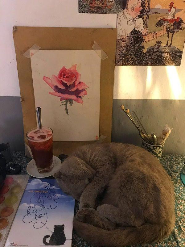 Hình ảnh chú mèo cuộn tròn đang say giấc bên ánh đèn bàn.