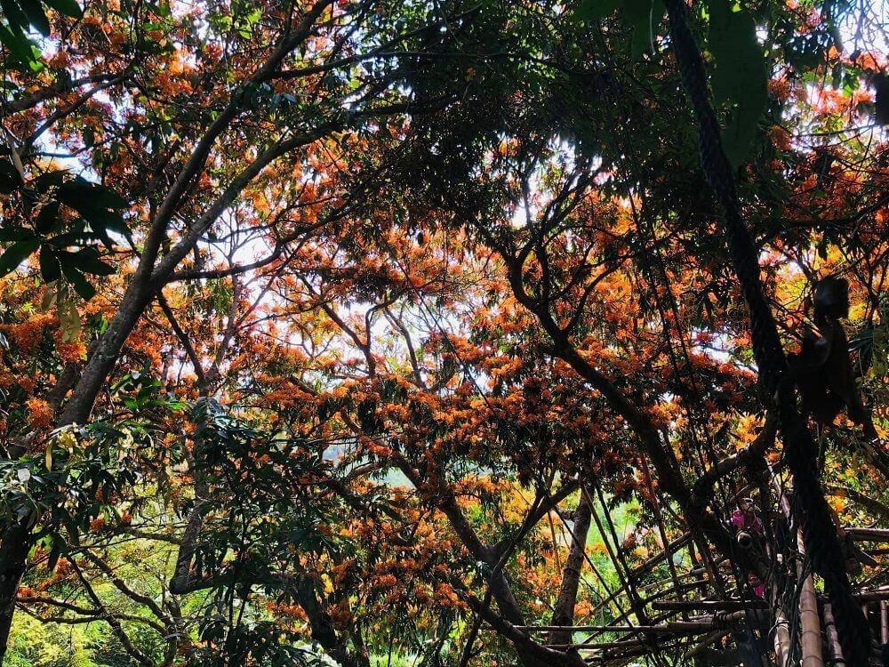 Những tán hoa đan cài vào nhau. Ảnh: Lê Hồng Sơn Những tán hoa đan cài vào nhau. Ảnh: Lê Hồng Sơn