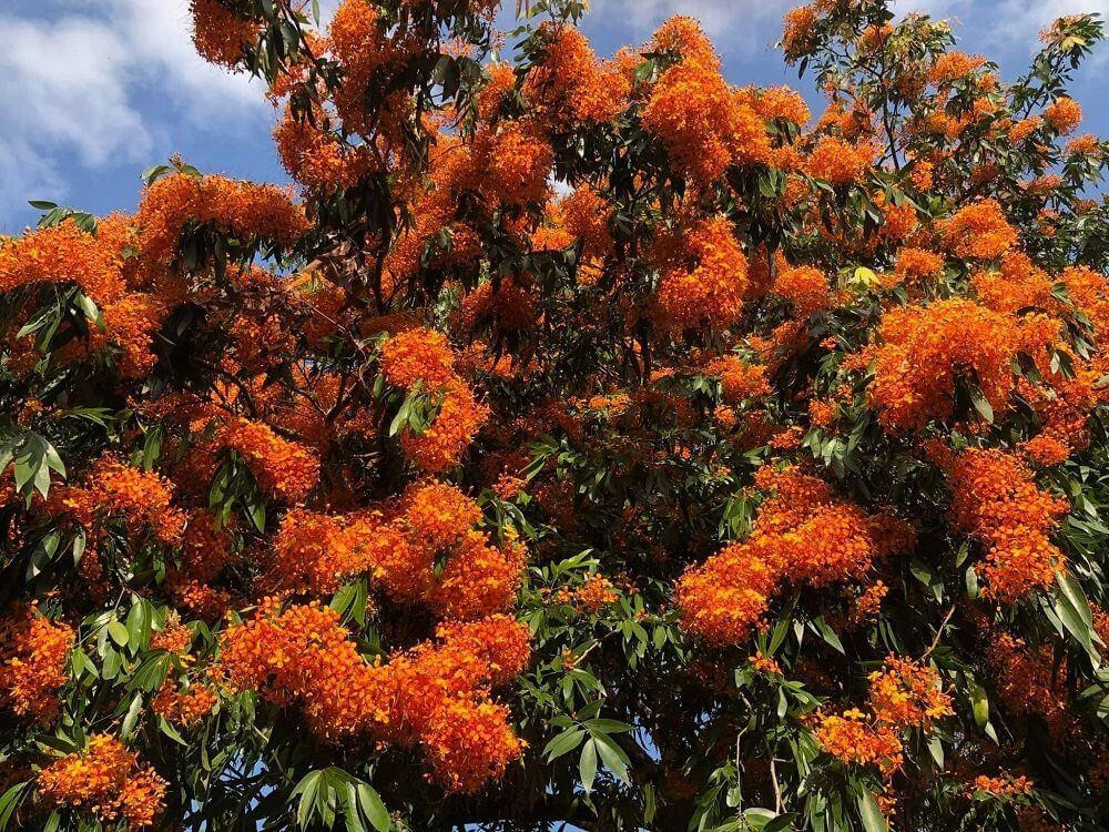 Những đóa trang rừng nở rộ. Ảnh: Lê Hồng Sơn Những đóa trang rừng nở rộ. Ảnh: Lê Hồng Sơn