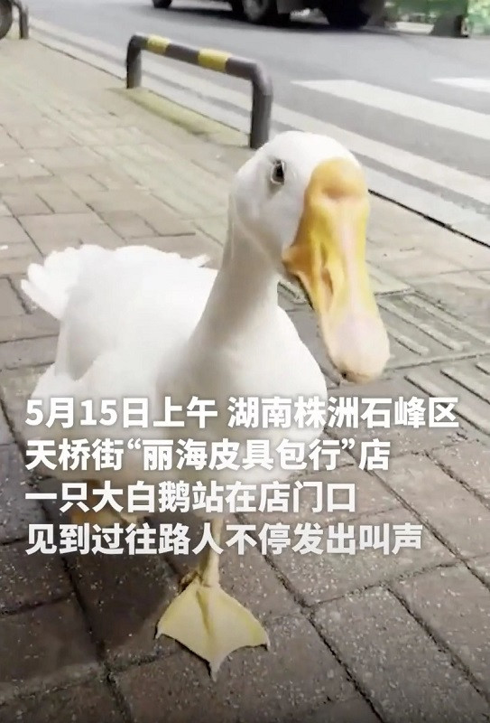 Vẻ mặt chăm chú của Happy Goose khi bị chủ giáo huấn không được đánh nhau với các bạn chó, mèo hàng xóm khiến cư dân mạng phải thốt lên "Đáng yêu quá đi!". Ảnh: The Paper Vẻ mặt chăm chú của Happy Goose khi bị chủ giáo huấn không được đánh nhau với các bạn chó, mèo hàng xóm khiến cư dân mạng phải thốt lên "Đáng yêu quá đi!". Ảnh: The Paper