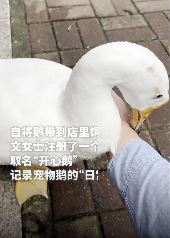 Happy Goose ở trước cửa hàng, vừa đi vừa bấm còi. Khi người qua đường chạm vào nó, chú ngỗng sẽ nghiêng đầu để khách có thể vỗ nhẹ vào đầu nó. Ảnh: The Paper Happy Goose ở trước cửa hàng, vừa đi vừa bấm còi. Khi người qua đường chạm vào nó, chú ngỗng sẽ nghiêng đầu để khách có thể vỗ nhẹ vào đầu nó. Ảnh: The Paper