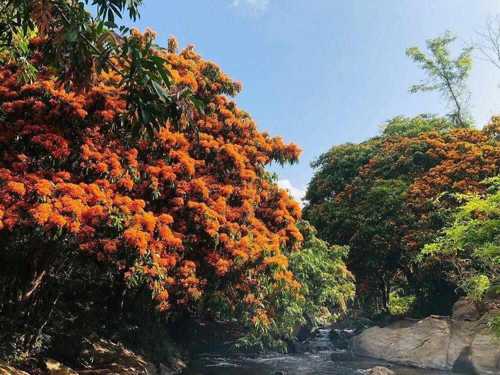 Theo người dân địa phương, những cây trang rừng ở đây có tuổi đời cả trăm năm tuổi. Ảnh: Lê Hồng Sơn Theo người dân địa phương, những cây trang rừng ở đây có tuổi đời cả trăm năm tuổi. Ảnh: Lê Hồng Sơn