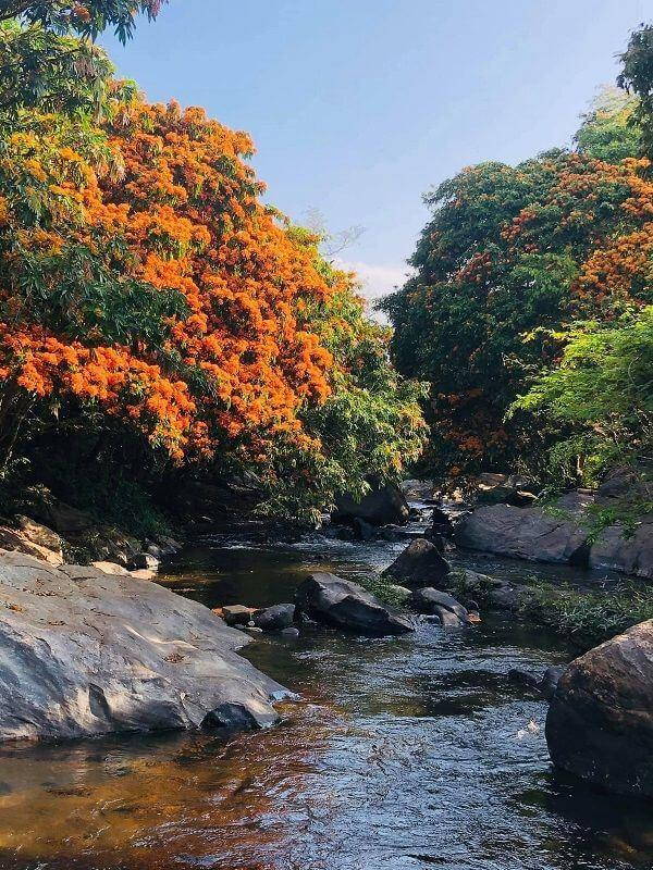 Hoa trang rừng còn có tên gọi khác là hoa trang nước. Ảnh: Lê Hồng Sơn Hoa trang rừng còn có tên gọi khác là hoa trang nước. Ảnh: Lê Hồng Sơn