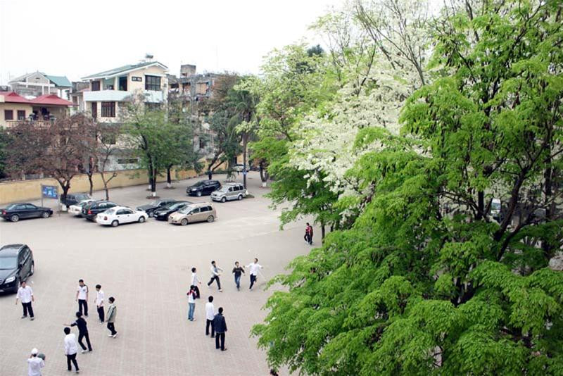 Sân trường THPT Chuyên ĐH Khoa học Tự Nhiên (ĐHQGHN) những ngày này hoa sưa nở đẹp hơn bất cứ lúc nào.