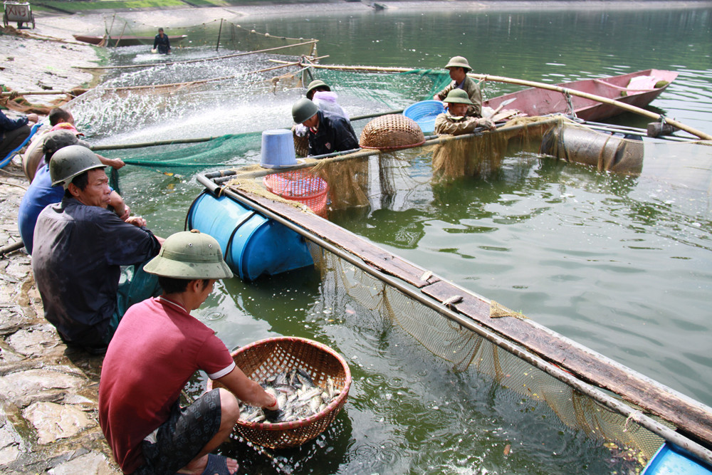 ... thả những cá to ra ngoài, chỉ chọn lấy cá giống....