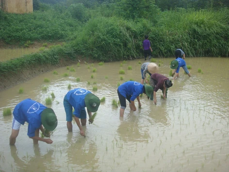 Đi cấy giúp bà con Ảnh: NVD