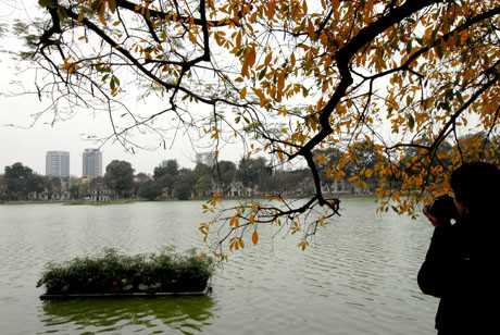 Những cây lộc vừng lá vàng ống ánh rủ xuống bên hồ