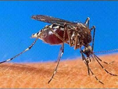 Muỗi biến đổi gen là một trong 10 phát triển y học đáng chú năm 2012 