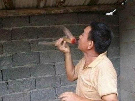 Một người khách của ông Yang đang uống máu từ chiếc gạc hươu. Một người khách của ông Yang đang uống máu từ chiếc gạc hươu