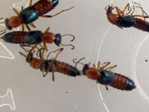 Côn trùng Rove Beetle tấn công chung cư ở Q.Tân Phú. Ảnh: Hà Minh