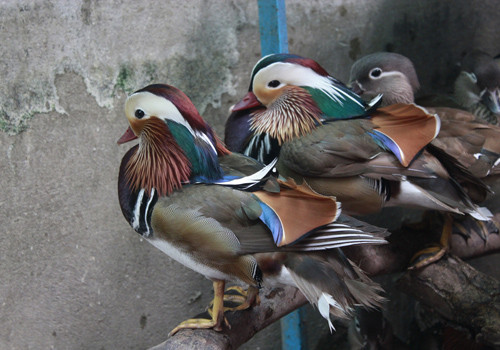 Gà vảy cá có vẻ đẹp rất riêng, nổi bật