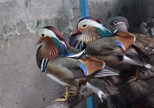 Gà vảy cá có vẻ đẹp rất riêng, nổi bật