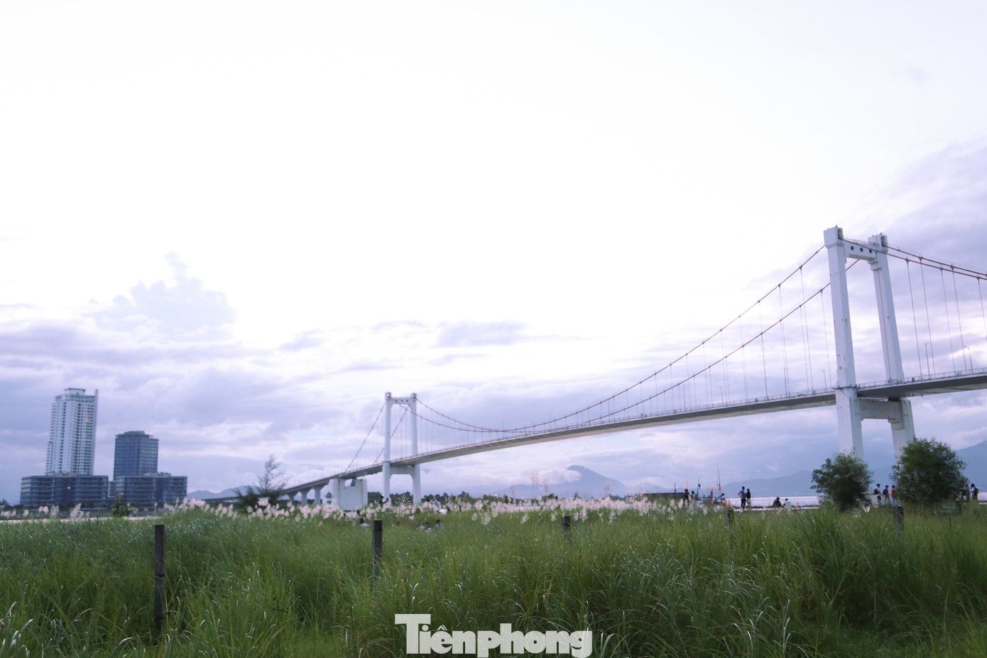 Những ngày cuối tháng 10, bãi lau ở khu vực chân cầu Thuận Phước (quận Sơn Trà, Đà Nẵng) bắt đầu nở rộ, tạo nên khung cảnh thơ mộng bên bờ sông Hàn. Ảnh: Giang Thanh