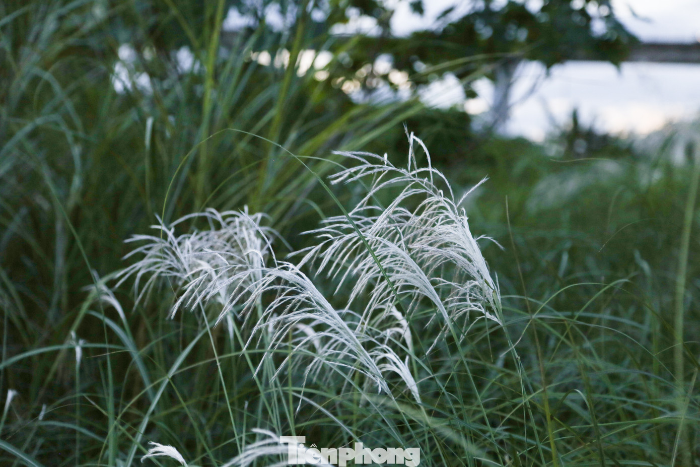 Bên cạnh những hình ảnh bên cánh đồng lau trắng muốt, tại đây, người dân và du khách cũng có thể dễ dàng "bắt" khoảnh khắc đẹp với cầu Thuận Phước - một công trình độc đáo của Đà Nẵng.