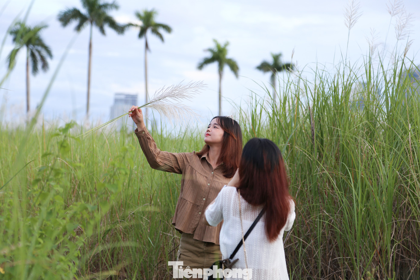 Để chụp được những bức ảnh đẹp, các bạn trẻ phải len lỏi vào sâu trong bãi lau, nhiều người còn mang theo ghế nhựa, thang nhỏ để có thể chụp được những tấm ảnh ưng ý nhất.