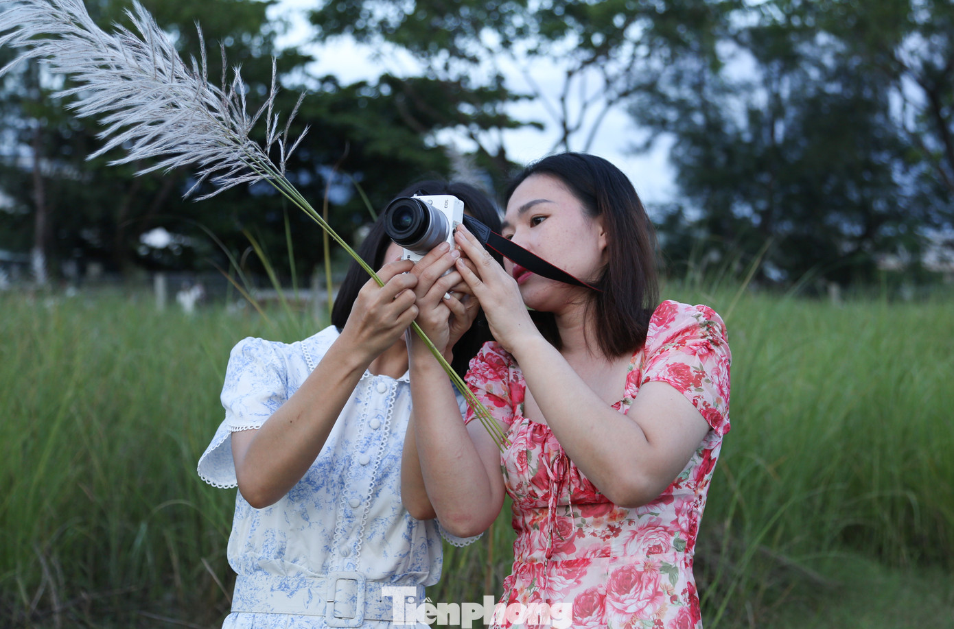 Không chỉ thu hút các bạn trẻ, những bãi lau đầu mùa ở Sơn Trà còn níu chân các gia đình trẻ dắt theo con nhỏ đến chụp ảnh.