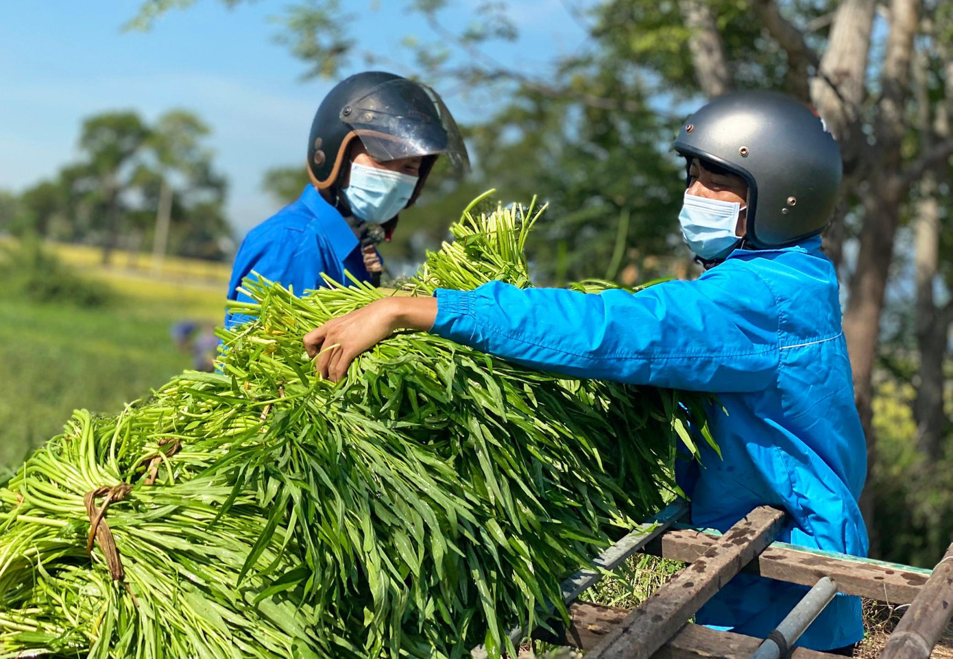 Rau được chất lên xe kéo để vận chuyển tới điểm tập kết trước khi ship cho người dân Rau được chất lên xe kéo để vận chuyển tới điểm tập kết trước khi ship cho người dân