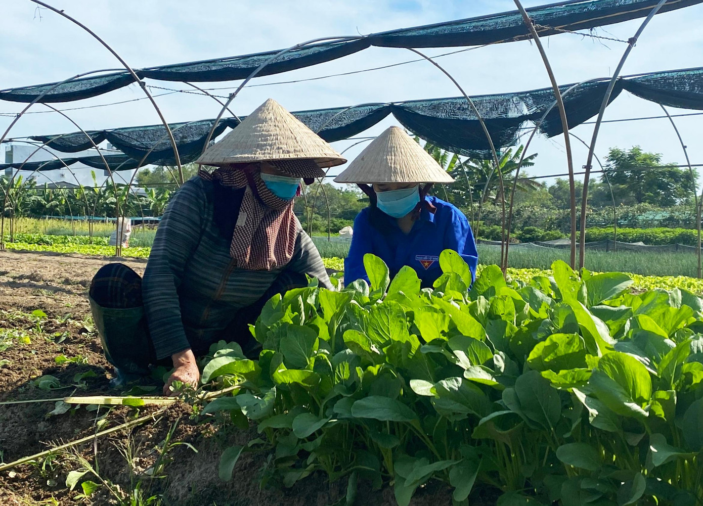 Các tình nguyện viên hỗ trợ nông dân cắt rau từ sáng sớm để kịp đi ship cho các hộ đã đặt rau Các tình nguyện viên hỗ trợ nông dân cắt rau từ sáng sớm để kịp đi ship cho các hộ đã đặt rau