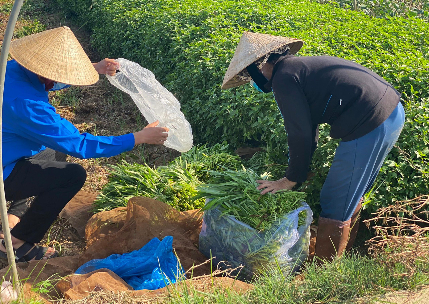 Những bó rau xanh mởn được bó lại và xếp gọn ở méo ruộng Những bó rau xanh mởn được bó lại và xếp gọn ở méo ruộng