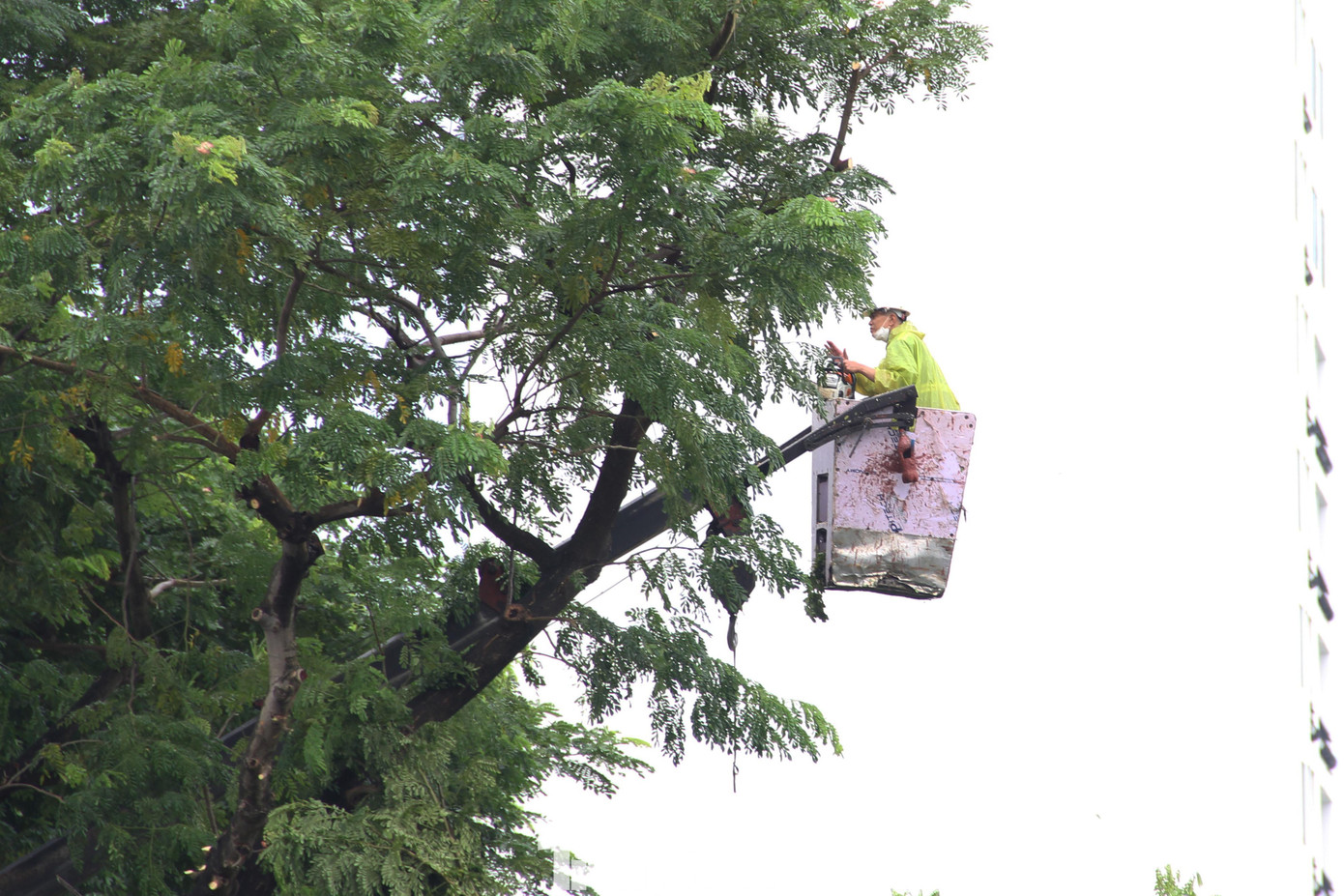 Cũng trong chiều nay, nhân viên công ty cây xanh Đà Nẵng cũng khẩn trương cắt cành ở các tuyến đường ven biển. Theo dự báo, bão Noru sẽ có cường độ mạnh khi đổ bộ vào đất liền. Bão sẽ bắt đầu ảnh hưởng đến đất liền nước ta từ sáng sớm 28/9. Khu vực có gió giật mạnh sẽ bao gồm toàn bộ các tỉnh từ Quảng Trị đến Ninh Thuận, trong đó 4 tỉnh/thành Đà Nẵng, Quảng Nam, Quảng Ngãi và Bình Định có thể đón gió mạnh tới cấp 12-13, giật cấp 14-15. Đà Nẵng dự kiến sơ tán hơn 100.000 người để tránh siêu bão Noru.