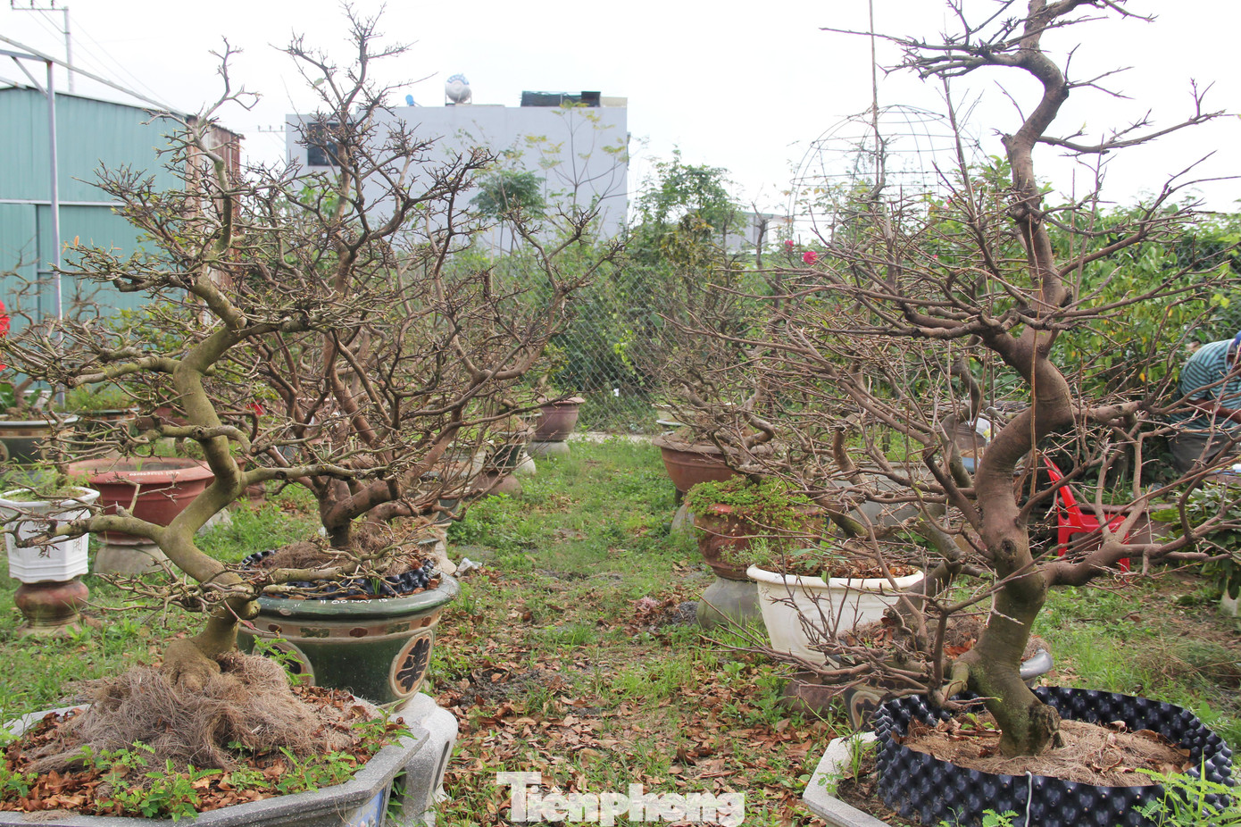 Dạo quanh các vườn mai ở phường Hòa An (quận Cẩm Lệ), không khí cũng vắng vẻ không kém. Cặm cụi chăm sóc những chậu mai bị hư hại, sâu bệnh, anh Trần Hiền (42 tuổi, chủ vườn mai) cũng nơm nớp khi chưa thấy khách mua.